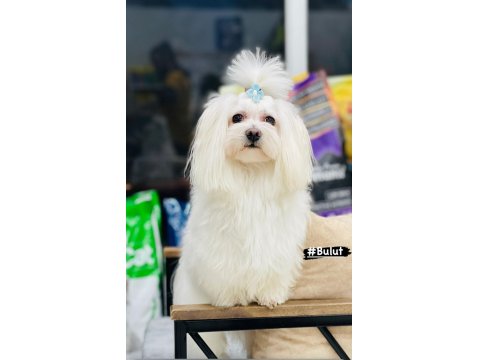 Maltipoo Bizimle Tanışmadan Karar Vermeyin