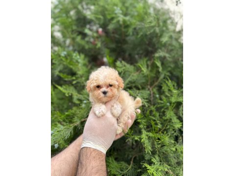 Mikro Baby Surat Maltipoo Bebekler