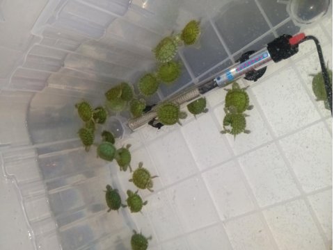 Yavru Su Kaplumbağası