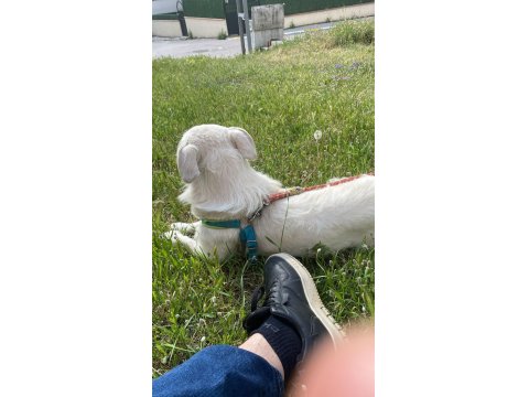 Köpeğimiz Luka Ya Acil Yuva