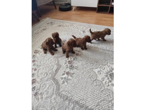 Toy Poodle Bebişler