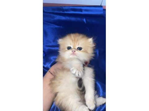 Orjinal British Longhair Erkek