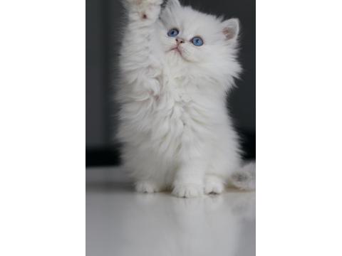 Full Şecereli Babadan Teslime Hazır British Longhair Erkek