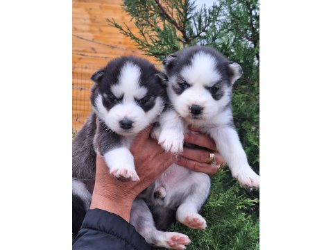 Sibirya Kurdu Bebek Köpekler