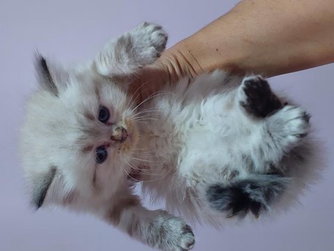 A Kalite Irk Garantili Yavru Kedilerdir (Ücretsiz Değildir)