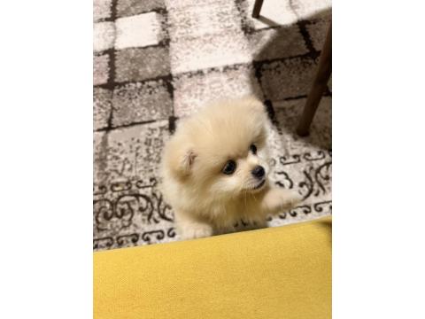 Pomeranian Erkek Aslan