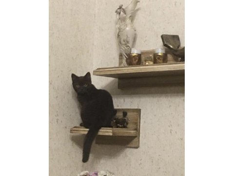 Çikolata Rengi British Shorthair