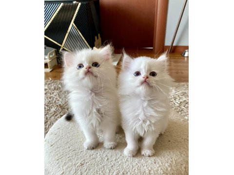 Şecereli British Longhair Blh Ny1133 Erkek