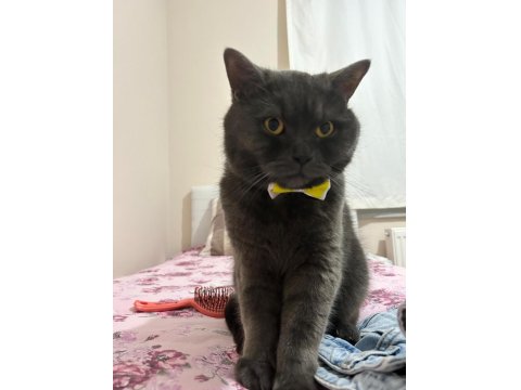 British Shorthair 2 Yaşında