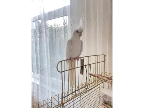 Albino Sultan Papağanı Cinnamon