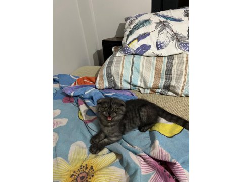 3 Aylık Scottish Fold Yavrumuz