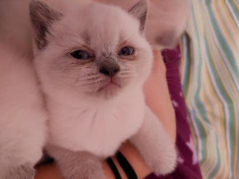 Yavru Kedilerimiz Yeni Yuvalarını Arıyorlar