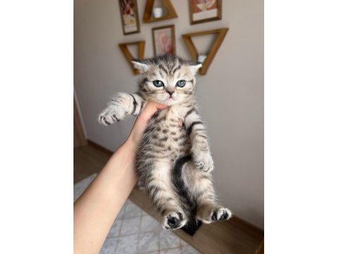 British Shorthair Yavru