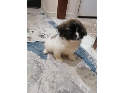 Pekinez Dişi Yavrumuz