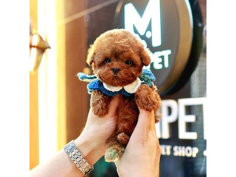 Toy Poodle Yavrum