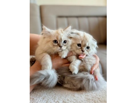 2 Aylık Yavru Chinchilla Melezi Kedimiz
