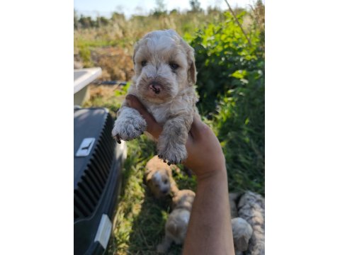 Yeni Yuvaya Hazır 5 Erkek Maltipoo Yavrumuz