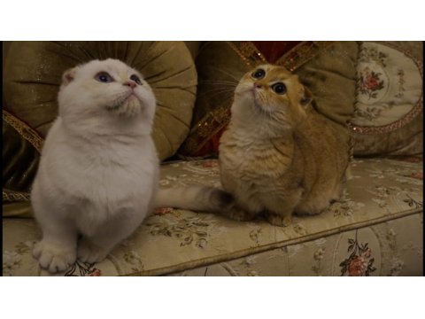 Scottish Fold Munchkin