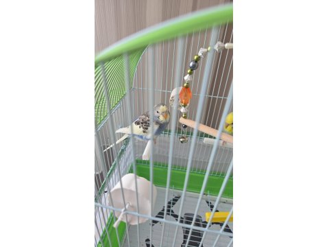 Acil 2 Yavru Muhabbet Kuşu Acil Satılık