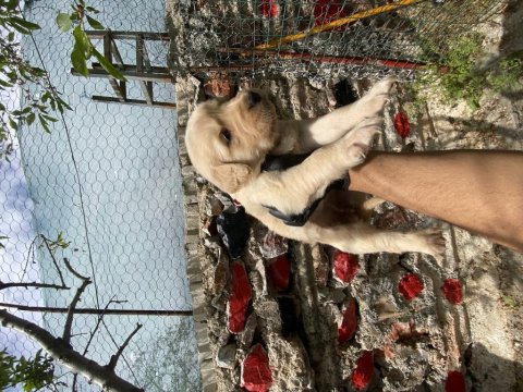 Golden Retriever Yavrular