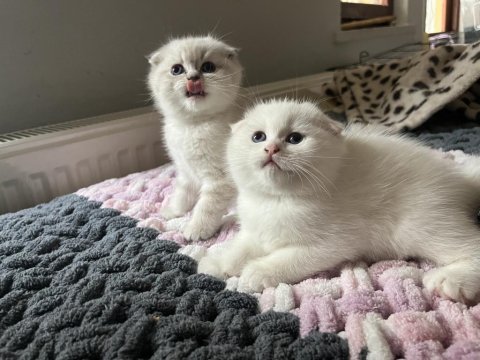 Erkek Scottish Fold Bebekler