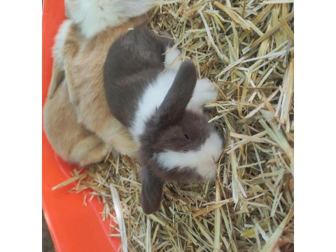 Orjinal Hollanda Lop Tavşanı