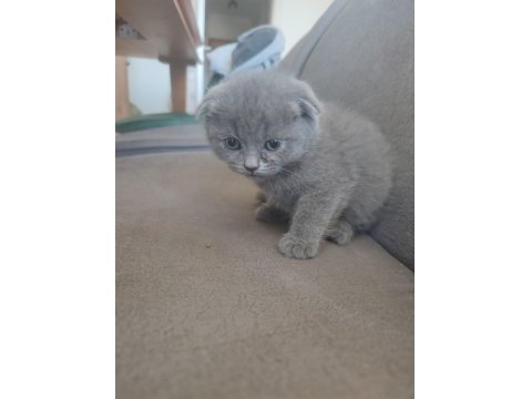 Yeni Yuvalarına Hazır Kediler