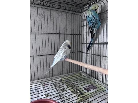 Show Jumbo Çift Muhabbet Kuşu