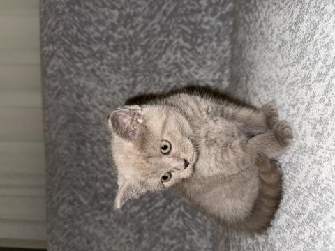 British Shorthair 40 Günlük Dişi