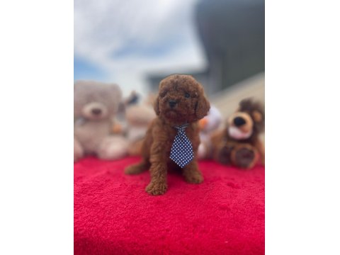 Safkan Irk Ve Sağlık Garantili Toy Poodle