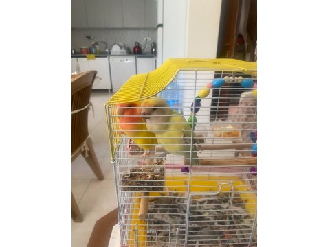 Sultan (Cennet) Papağanlarımıza Yuva Arıyoruz