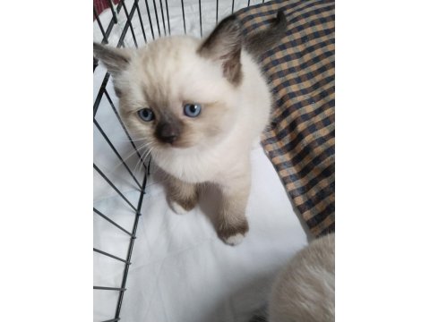 Minik Ragdoll Patilerimiz Sevgi Dolu Ailelerini Bekliyor