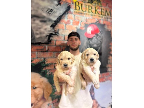 Burkem Çiftliğimizden A Kalite Golden Retriever