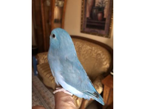 El Beslemeye Uygun Forpus Yavrular