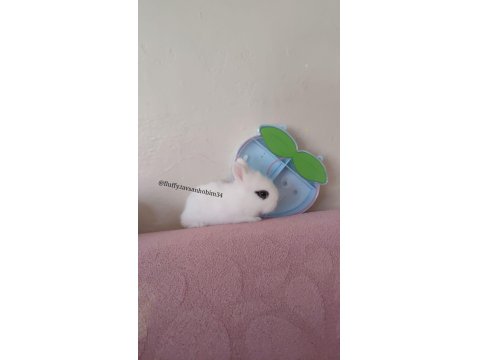 Sürme Göz - Cüce Tavşan Hotot