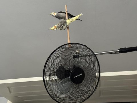 Eli Alışık Takım Sultan Papağanları