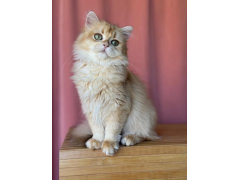 Safkan British Bebeklerim Yuvalarına Gitmeyi Bekliyor