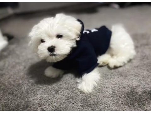 Harika Maltese Köpeği