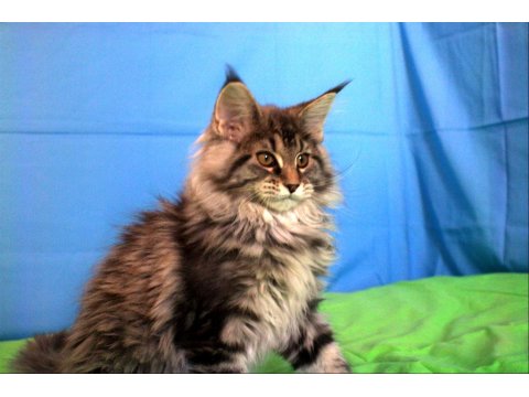 İlloai Ve Arthur Eşleşmesi En İri Şecereli Safkan Maine Coon