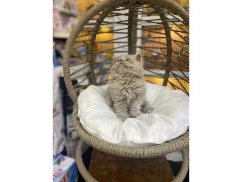 Bebek British Longhair