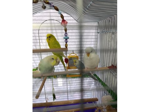 Çok Güzel Ve Yakışıklı Kuşları Sahiplendirmek İstiyorum