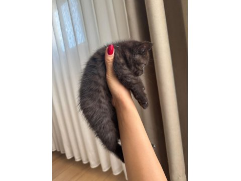 British Shorthair Yavru Kediler