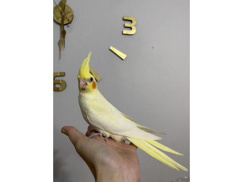 Yavru Sultan Papağanı Yeme Düşmüş