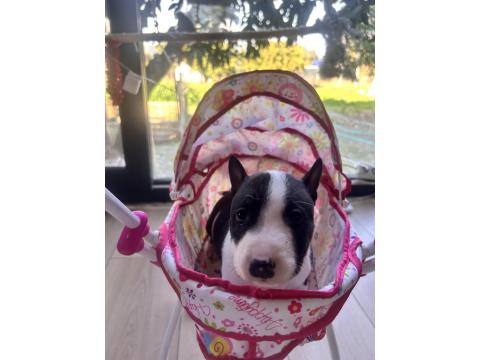 A Şecereli Minyatür Bull Terrier