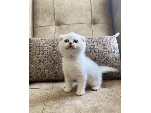 Scottish Fold Shorthair Silver Shaded Ns11 Bebeğimiz.