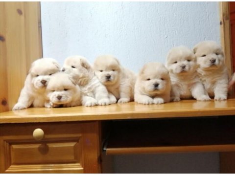 Chow Chow Yavruları İçin Ulaşın