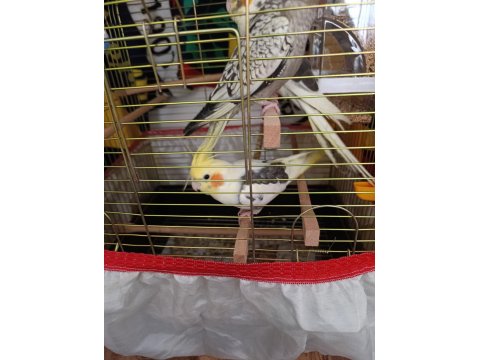 Ele Alışkın Isırma Bilmezler Evcil Çok Güzel Çift Sultan Papağanı