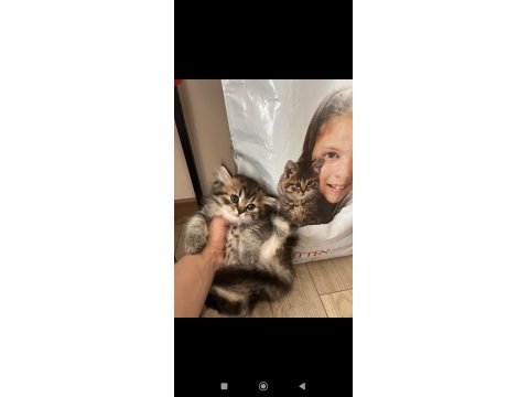 Orjinal Irkta Nadir Bulunan Bir Cins British Longhair