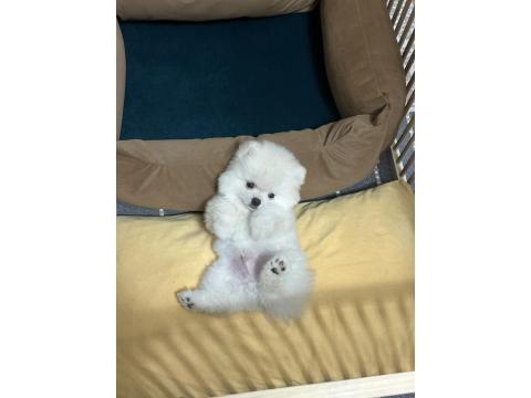 2 Aylık Erkek Pomeranian Boo