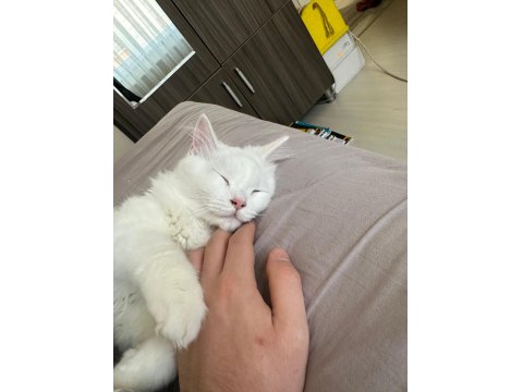 Kedimizi Ücretsiz Sahiplendiriyoruz